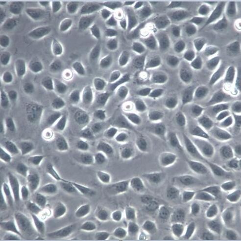 IMCD-3细胞、IMCD-3细胞、IMCD-3细胞