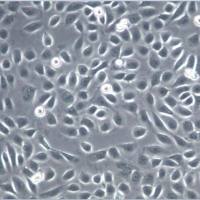 IMCD-3细胞、IMCD-3细胞、IMCD-3细胞