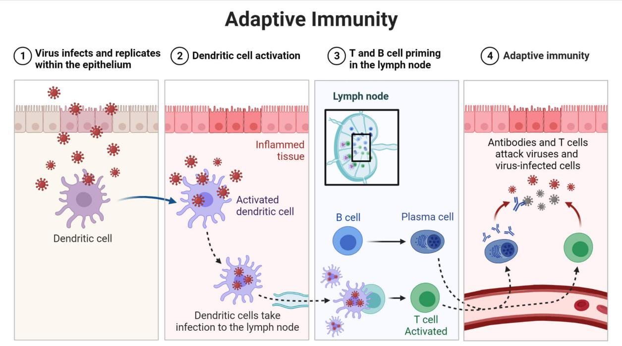 树突状细胞（DCs）概述及体外诱导培养（上篇）