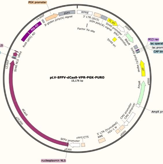 pLV-SFFV-dCas9-VPR-PGK-PURO慢病毒表达载体