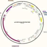 pLV-SFFV-dCas9-VPR-PGK-PURO慢病毒表达载体