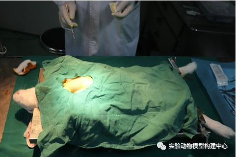 ������ȱѪ�ٹ�עģ��