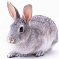 兔肾脏缺血再灌注模型