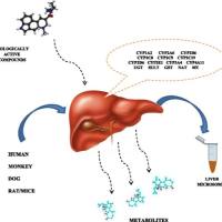 热门肝微粒体（Liver Microsome）