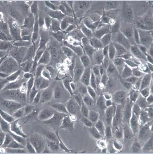 MLE-12细胞、MLE-12细胞、MLE-12细胞