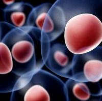 荧光素酶/tdTomato 双报告基因 MC38细胞系