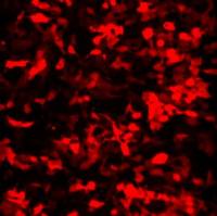 报告基因 HEK293 细胞系