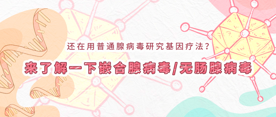 还在用普通腺病毒研究基因疗法？来了解一下嵌合腺病毒/无肠腺病毒