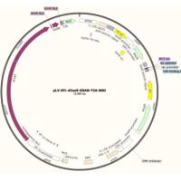 慢病毒表达载体pLV-EF1-dCas9-KRAB-T2A-BSD