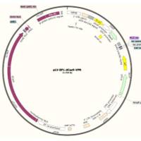 慢病毒表达载体pLV-EF1-dCas9-VPR
