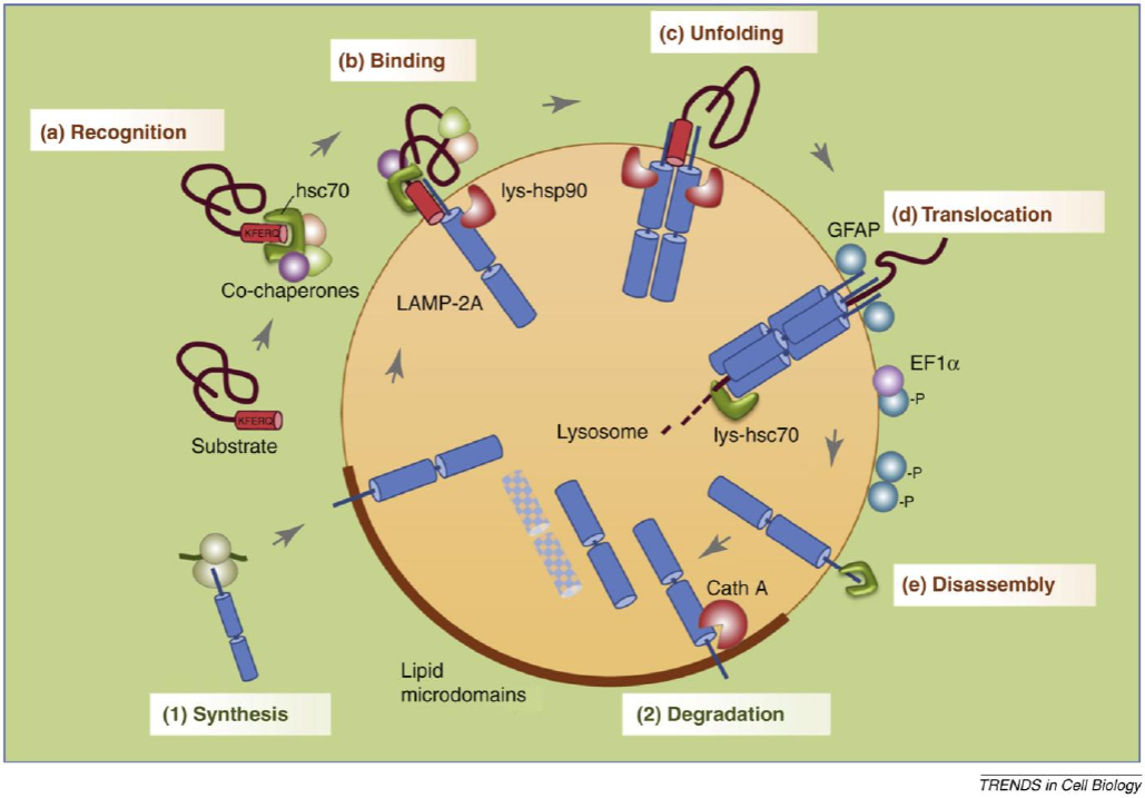 自噬干货分享系列之【分子伴侣介导的自噬】