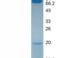 链霉亲和素(SA)真核蛋白