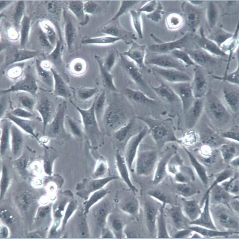 HL-1细胞、HL-1细胞、HL-1细胞