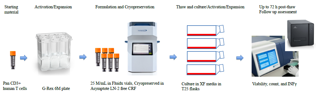 BioLife冻存液应用于T细胞治疗中细胞冻存工艺优化