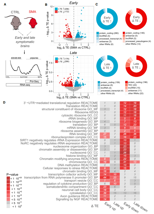 Polysome profiling在复杂疾病中的应用研究-公司新闻-广州卿泽生物科技有限公司
