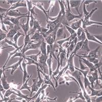 AC16细胞、AC-16、AC16细胞