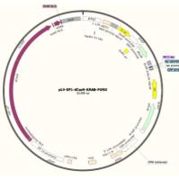 慢病毒表达载体pLV-EF1-dCas9-KRAB-PURO