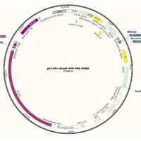 慢病毒表达载体pLV-EF1-dCas9-VPR-PGK-PURO