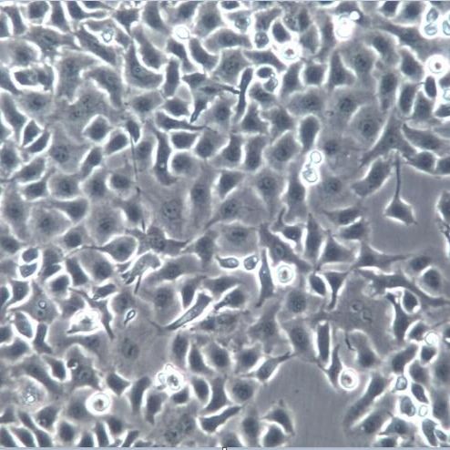 TOV21G细胞、TOV-21G细胞、TOV21G细胞