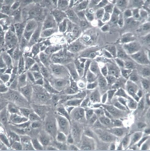 MO3.13细胞、MO3.13细胞、MO3.13细胞