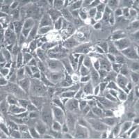 MO3.13细胞、MO3.13细胞、MO3.13细胞