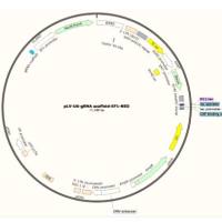 慢病毒表达载体pLV-U6-gRNA scaffold-EF1-NEO