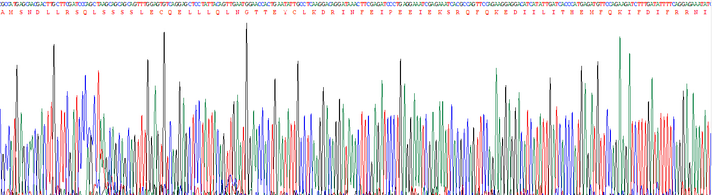 干扰素β(IFNb)真核蛋白