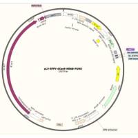 慢病毒表达载体pLV-SFFV-dCas9-KRAB-PURO