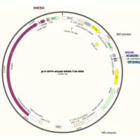 慢病毒表达载体pLV-SFFV-dCas9-KRAB-T2A-BSD