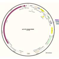 病毒表达载体pLV-EF1-dCas9-KRAB