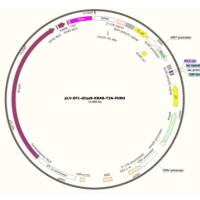 慢病毒表达载体pLV-EF1-dCas9-KRAB-T2A-PURO