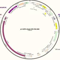 慢病毒表达载体pLV-SFFV-dCas9-VPR-PGK-BSD