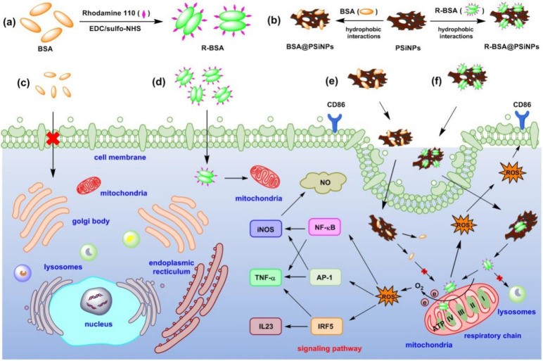巨噬细胞极化的免疫调节中新递送使者—多孔硅纳米载体