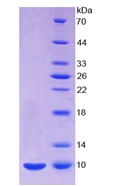 S100钙结合蛋白A8(S100A8)活性蛋白
