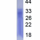 四旋蛋白30(CD63)活性蛋白