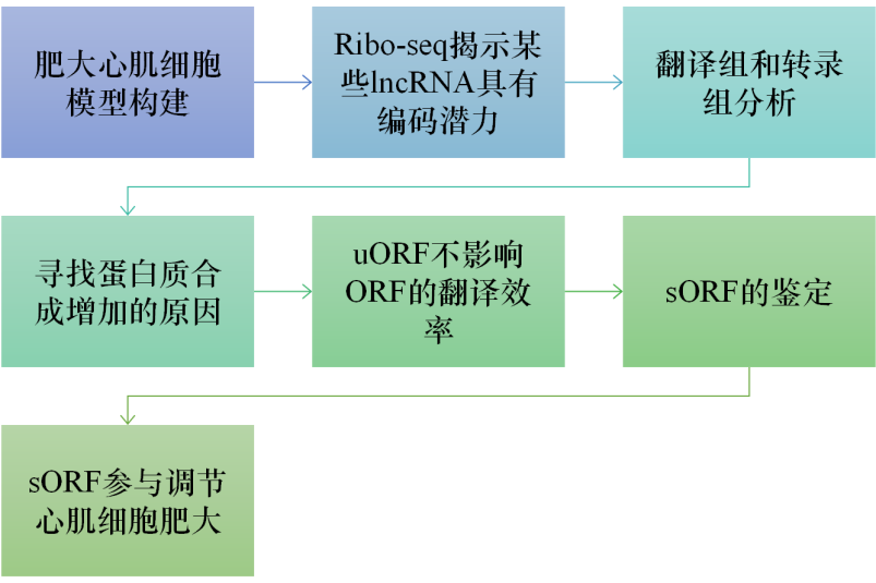 借力翻译组学技术寻找编码短肽的lncRNA
