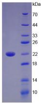 白介素17B(IL17B)活性蛋白