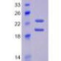 碱性成纤维细胞生长因子(FGF2)活性蛋白