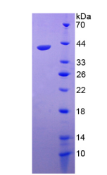巨噬细胞炎性蛋白3α(MIP3a)活性蛋白