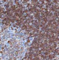 Rabbit Monoclonal Cyclin E1 Antibody (CCNE1/4935R) [DyLight 350]