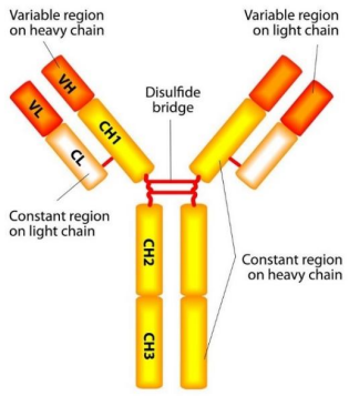 抗体基础知识介绍