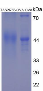 味觉受体2型成员38(TAS2R38)卵白蛋白偶联物