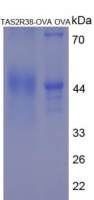 味觉受体2型成员38(TAS2R38)卵白蛋白偶联物