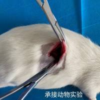 乳腺癌原位瘤模型