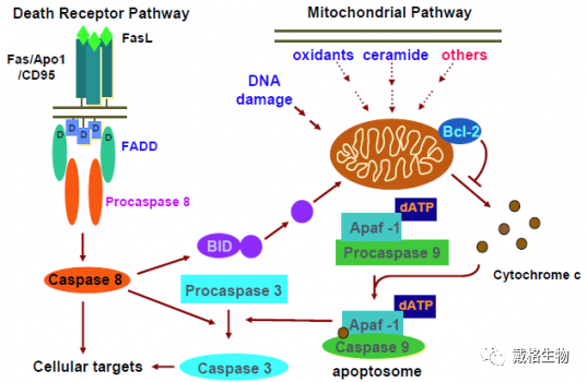 肿瘤相关——细胞凋亡信号通路