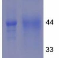 胆囊收缩素A受体(CCKAR)卵白蛋白偶联物