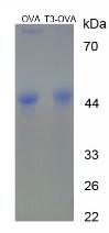 三碘甲状腺原氨酸(T3)卵白蛋白偶联物