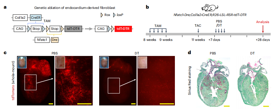 Nature Genetics | 南模生物助力揭示心内膜起源的成纤维细胞调控心脏纤维化
