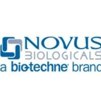 Rabbit Monoclonal mGluR5/1 Antibody (ST51-00)