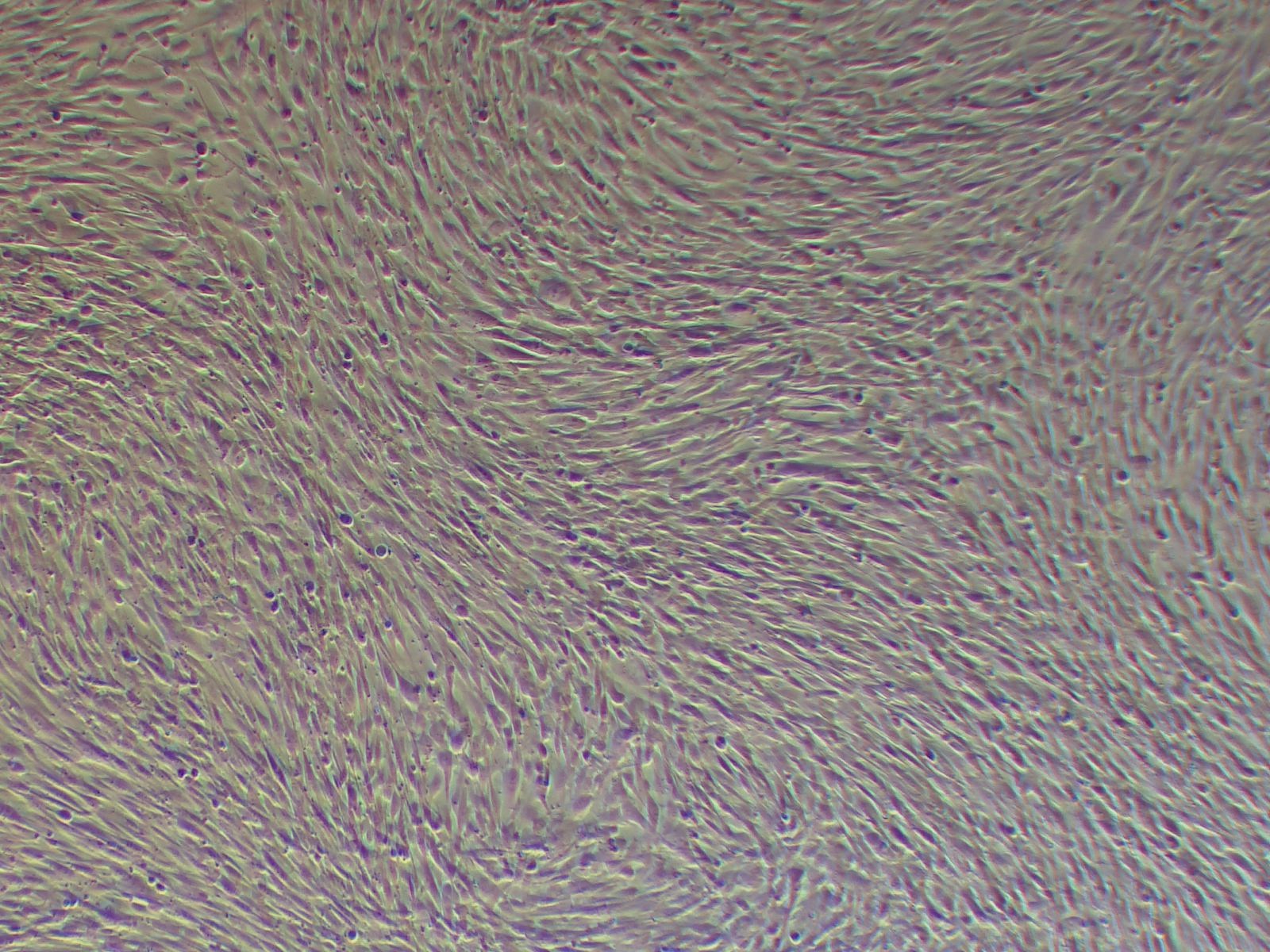 人脐带间充质干细胞（流式鉴定/三系分化）